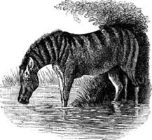 Donkey or Equus asinus vintage engraving vector