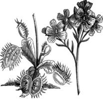 Venus Flytrap or Dionaea muscipula, vintage engraving vector