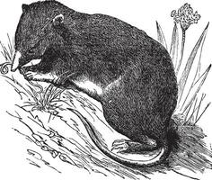 Common Shrew or Eurasian Shrew or Sorex araneus, vintage engraved illustration vector