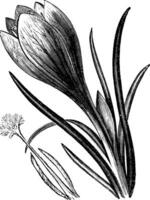 Crocus or Crocus sp. vintage engraving vector