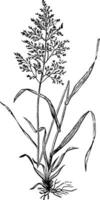 Redtop or Browntop grass, or Agnostis vulgaris or Capillaris engraving. vector