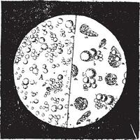 Milk seen under a microscope, vintage engraving. vector