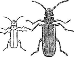 Cucujo beetle, vintage engraving. vector