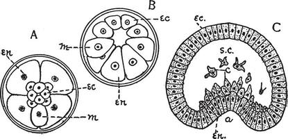 Mesoderm, vintage illustration. vector