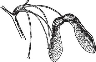 azúcar arce semilla Clásico ilustración. vector
