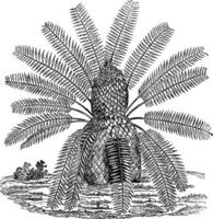 Zamia spiralis, vintage engraving. vector