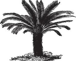 Cycas Revoluta Sago Palm vintage illustration. vector