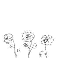 poppy flower outline border on white background vector