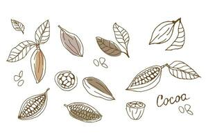 Outline Cacao beans, leaves on white background vector