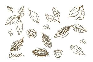 Cocoa set. Hand Drawn sketch cocoa beans. Vector