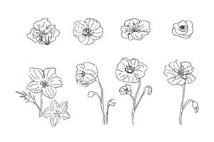 set of poppy flower in hand drawn sketch isolated vector