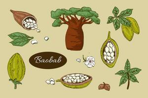 baobab árbol y frijoles, hojas conjunto vistoso vector
