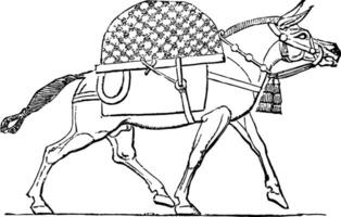 Assyrian Mule vintage illustration. vector