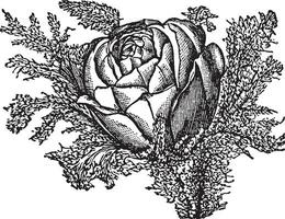 rosa ilustración vintage. vector