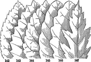 Kinds of Margin of Leaves vintage illustration. vector