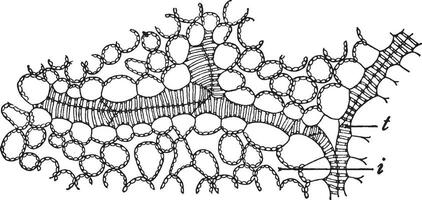 Xylem vintage illustration. vector