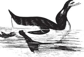 Penguin, vintage illustration. vector