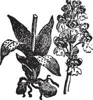 orquídeas Clásico ilustración. vector