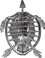 Skeleton of Turtle, vintage illustration. vector