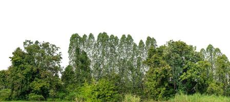 un grupo de Rico verde arboles alto resolución en blanco antecedentes. foto