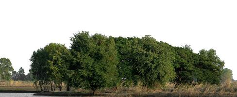 A group of rich green trees High resolution on white background. photo