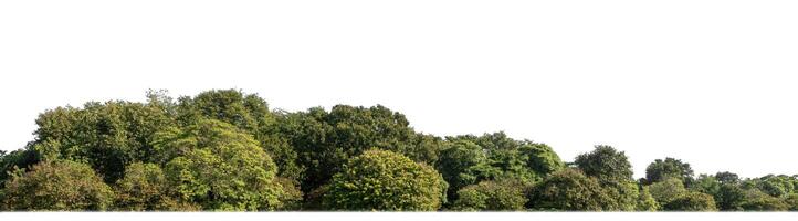 bosque en verano, alto resolución en blanco antecedentes. foto