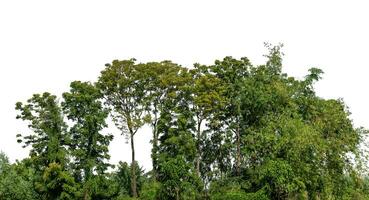 A group of rich green trees High resolution on white background. photo