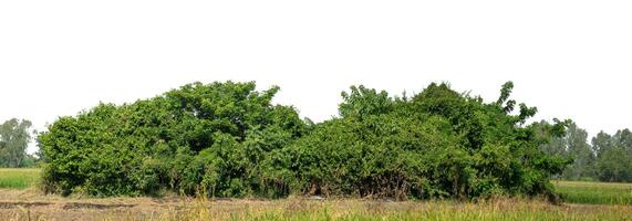 A group of rich green trees High resolution on white background. photo