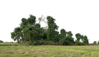 bosque en verano, alto resolución en blanco antecedentes. foto