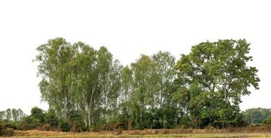 un grupo de Rico verde arboles alto resolución en blanco antecedentes. foto