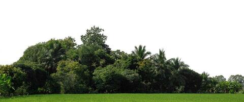 A group of rich green trees High resolution on white background. photo