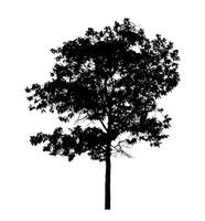 árbol silueta para cepillo en blanco antecedentes. foto