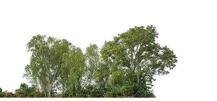 A group of rich green trees High resolution on white background. photo