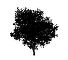 Tree silhouette for brush on white background. photo