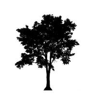 Tree silhouette for brush on white background. photo