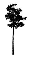 Tree silhouette for brush on white background. photo