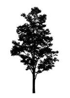 Tree silhouette for brush on white background. photo