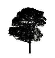 Tree silhouette for brush on white background. photo