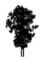 Tree silhouette for brush on white background. photo