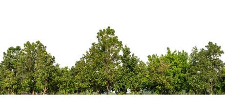 Green Trees isolated on white background.are Forest and foliage in summer for both printing and web pages with cut path and alpha channel photo