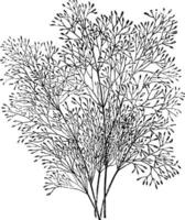 Agrostis Nebulosa Grass vintage illustration. vector