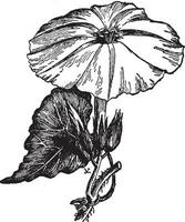 Calonyction Aculeatum vintage illustration. vector
