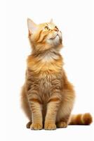 AI generated Beautiful cute orange cat sitting on a white background photo