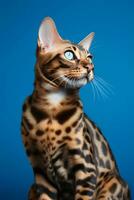 AI generated a bengal cat sitting on a blue background photo