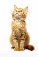 AI generated Beautiful cute orange cat sitting on a white background photo