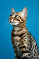 AI generated a bengal cat sitting on a blue background photo