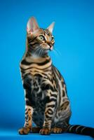 AI generated a bengal cat sitting on a blue background photo