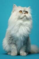 ai generado blanco persa pico nariz gato con largo pelo sentado en un azul antecedentes foto