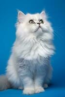 AI generated white persian peak nose cat with long hair sitting on a blue background photo