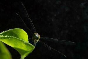 close up dragonfly on black background photo